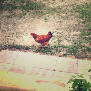 Meet your Posher, Nicole